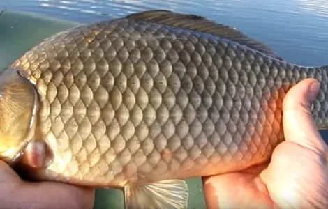 Карась большой свежий