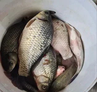 Продам рибу- в наявності карасі, карп з озера