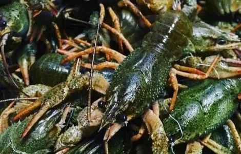 Раки живые, вареные