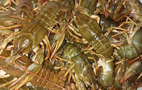 Живі раки всіх розмірів