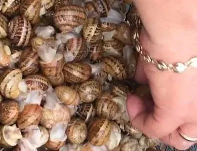 Живые улитки Мюллер — деликатес с частной фермы