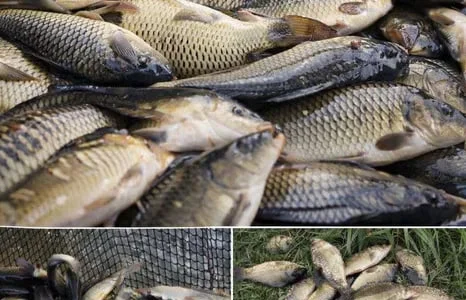 Зарибок, мальок риби – короп, товстолоб, амур