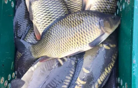 Продам зарибок (малек) короп