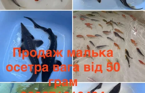 Малек, рыба, зарыбок, гибрид осетра, карпы кои