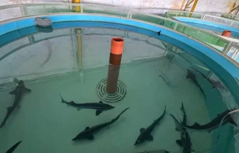 Цьогорічний зарибок стерляді та осетра