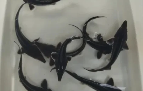 Малёк Осетра 2025 года.Киев