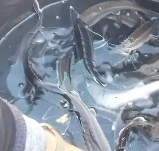 Мальок зарибок рибка осетр форель