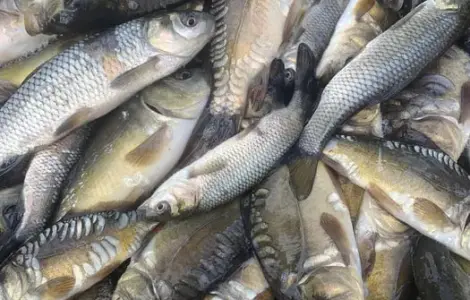 Зарибок білого амура, дзеркального коропа
