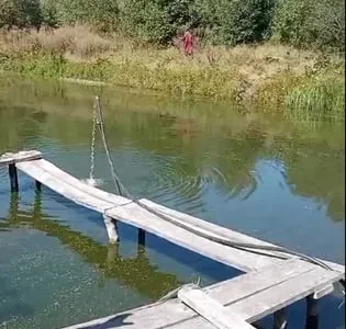 Зарибок білого амура
