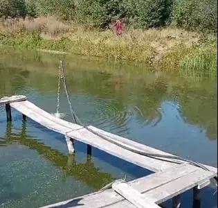 Зарибок білого амура