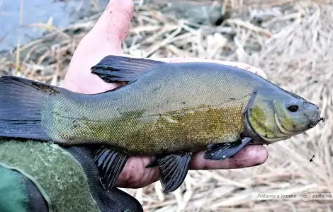 Продам линя из собственного водоема на зарыбок (линя)