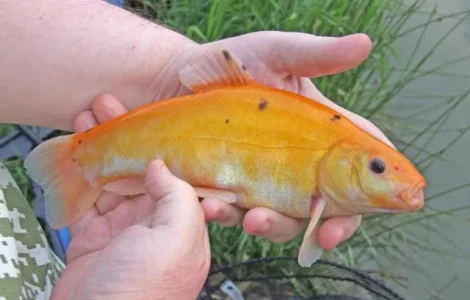 Золотий лин Мальок зарибок