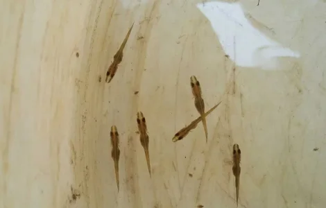 Личинка щуки, зарибок