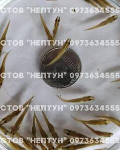 Подрощенная личинка щуки 2-3 см