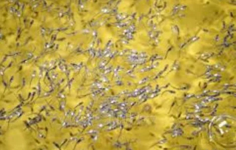 Личинка Щуки, Судака подрощенного в озеро.