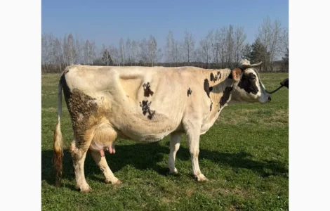 Продается корова, тельная, за 5 телят