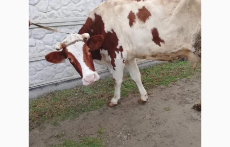 Продається корова Голштин