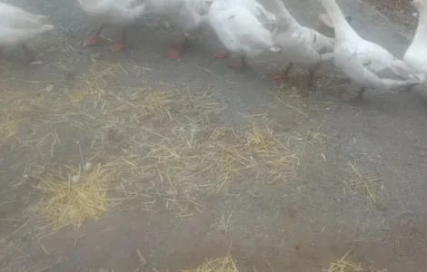 Продам молоді гуси