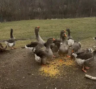 Гуси Тулузи Породиста Птиця
