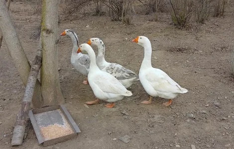 Продаю домашні гуси