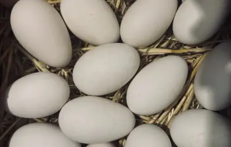 Інкубаційні яйця гуски