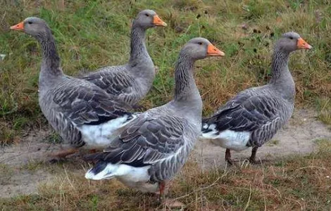 Гусячі яйця для виводку