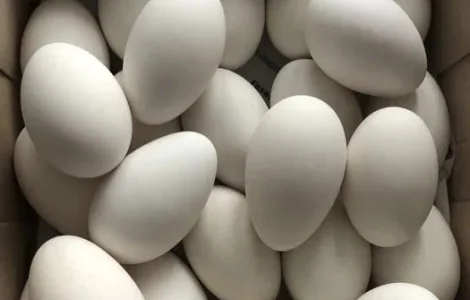 Гусячі яйця інкубаційні