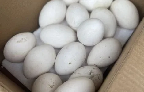 Гусячі яйця гуси інкубаційні