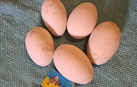 Інкубаційні гусячі яйця