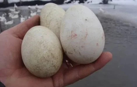 Гусячі яйця в інкубатор