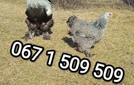 Великі кури Брами інкубаційні яйця
