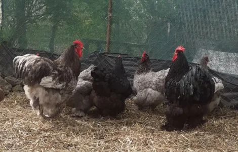 Інкубаційні яйця Кохінхіна!