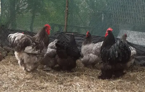 Інкубаційні яйця Кохінхіна!