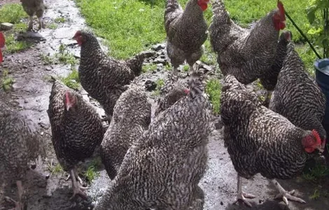 Інкубаційне яйце (курчата).Мехеленська зозуля