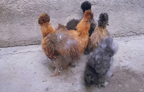 Інкубаційне яйце (курчата). Китайська шовкова