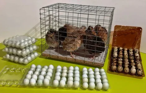 Инкубационные перепелиные яйца Селадон,Техас.