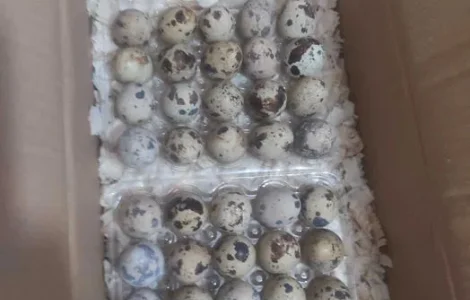 Інкубаційне перепелинне яйце . Яйця перепілячі