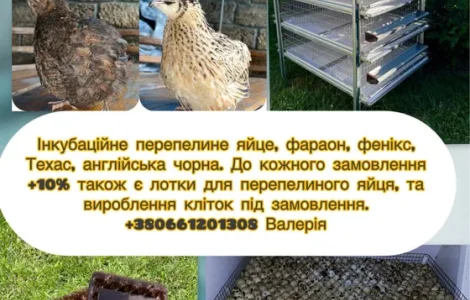 Перепелиное инкубационное яйцо 4 пород