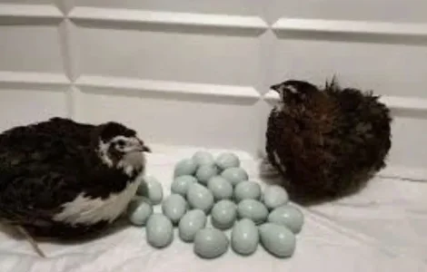 Інкубаційні яйця перепілок