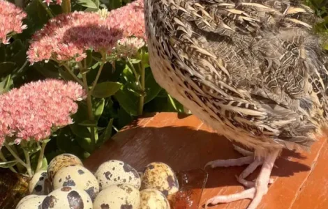 Продам ІНКУБАЦІЙНЕ яйце перепелине