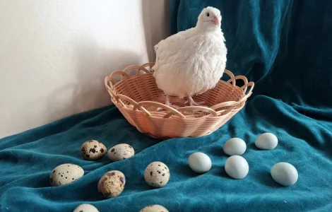 Перепелині інкубаційні яйця . Техас, Селадон.