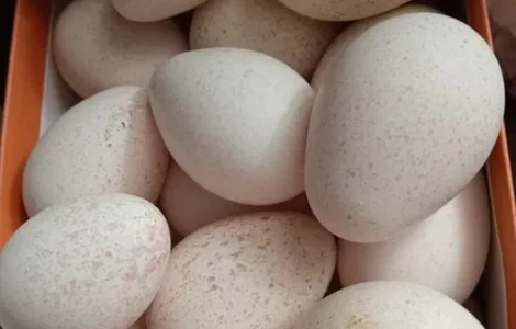 Продам инкубационные индюшиные яйца