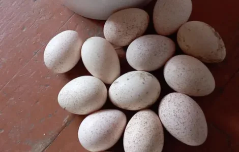 Інкубаційні індичі яйця домашні