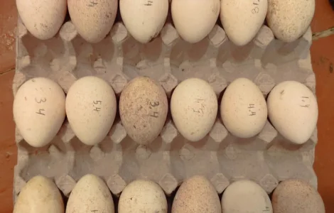 Індиче інкубаційне яйце в наявності