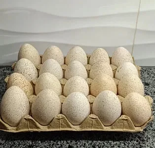 Індичі яйця для інкубації