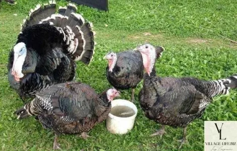 Яйця індичі інкубаційні.