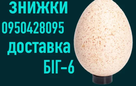 Яйцо Инкубационное| Яйце Інкубаційне | БИГ-6