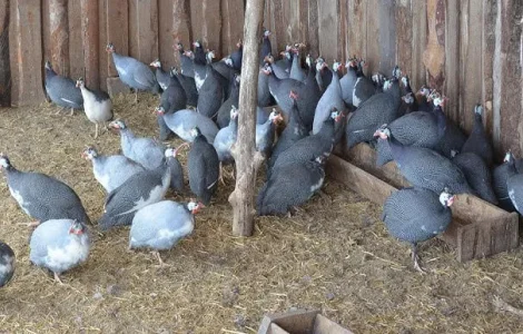 Продам инкубационные яйца цесарок и фазанов