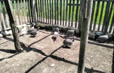 Продам инкубационное яйцо цесарки