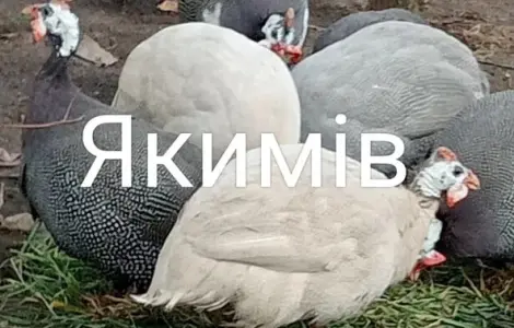 Інкубаційні яйця цесарок